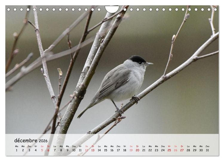 Produktbild: OISEAUX des Jardins et For&ecirc;ts (Calendrier mural 2026 DIN A4 vertical), CALVENDO calendrier mensuel