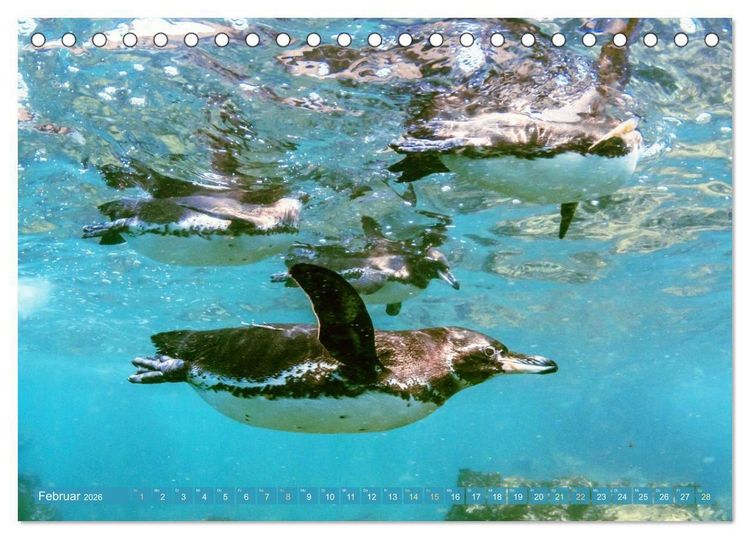 Produktbild: Pinguine: Gehupft wie gesprungen (Tischkalender 2026 DIN A5 quer), CALVENDO Monatskalender