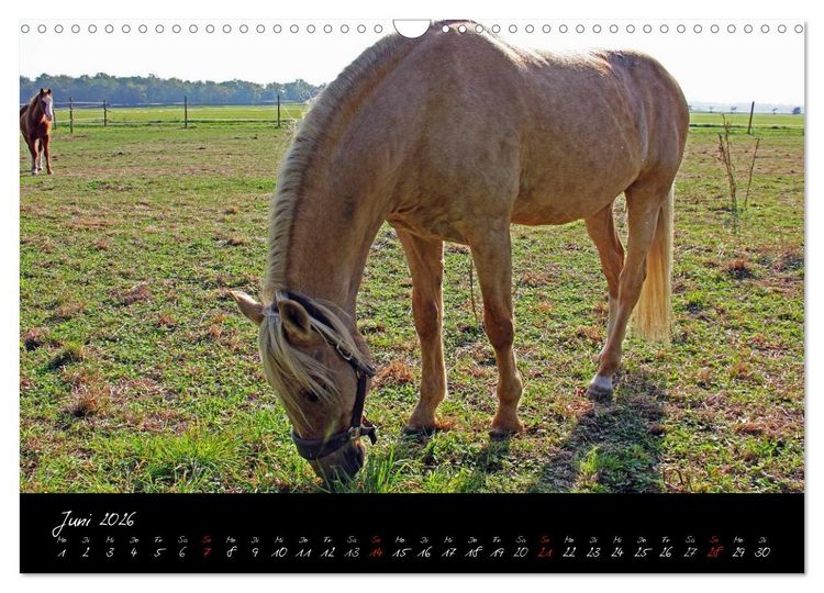 Produktbild: Pferdegefl&uuml;ster (Wandkalender 2026 DIN A3 quer), CALVENDO Monatskalender