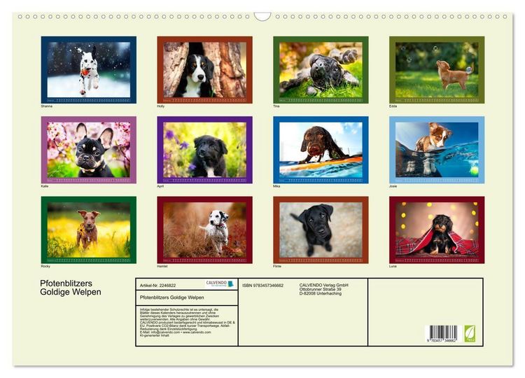 Produktbild: Pfotenblitzers Goldige Welpen (Wandkalender 2026 DIN A2 quer), CALVENDO Monatskalender