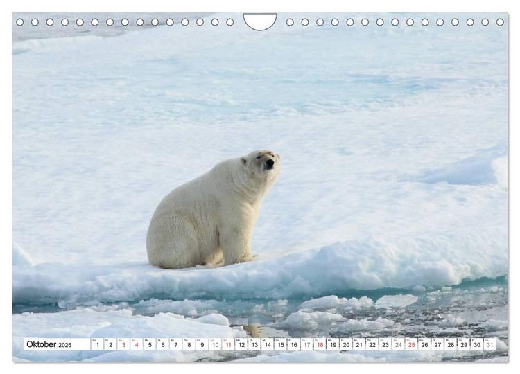 Produktbild: Eisb&auml;ren - K&ouml;nige der Arktis (Wandkalender 2026 DIN A4 quer), CALVENDO Monatskalender
