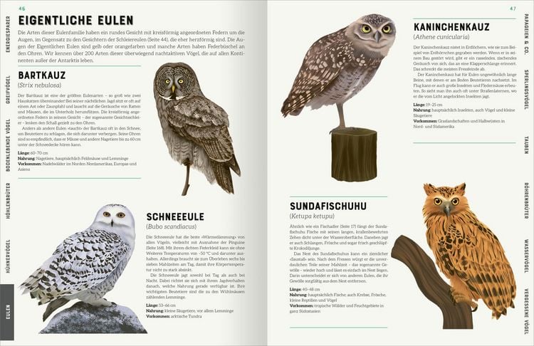 Produktbild: Das gro&szlig;e Lexikon der V&ouml;gel