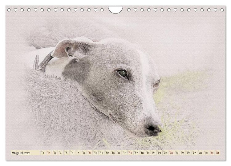 Produktbild: Whippets 2026 (Wall Calendar 2026 DIN A4 landscape), CALVENDO 12 Month Wall Calendar