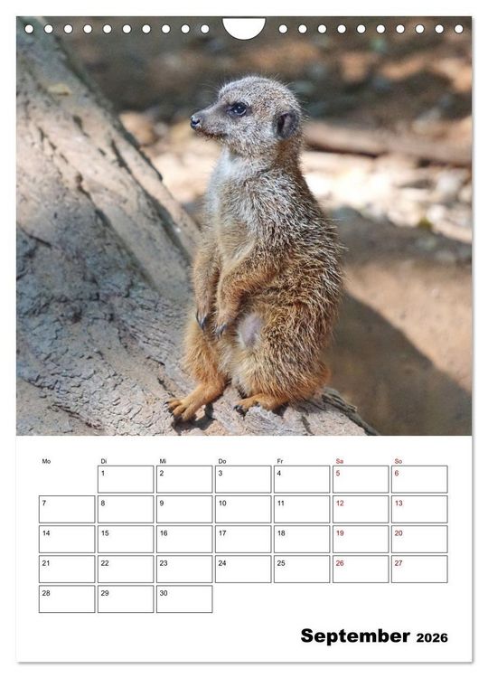 Produktbild: Niedliche Erdm&auml;nnchen (Wandkalender 2026 DIN A4 hoch), CALVENDO Monatskalender