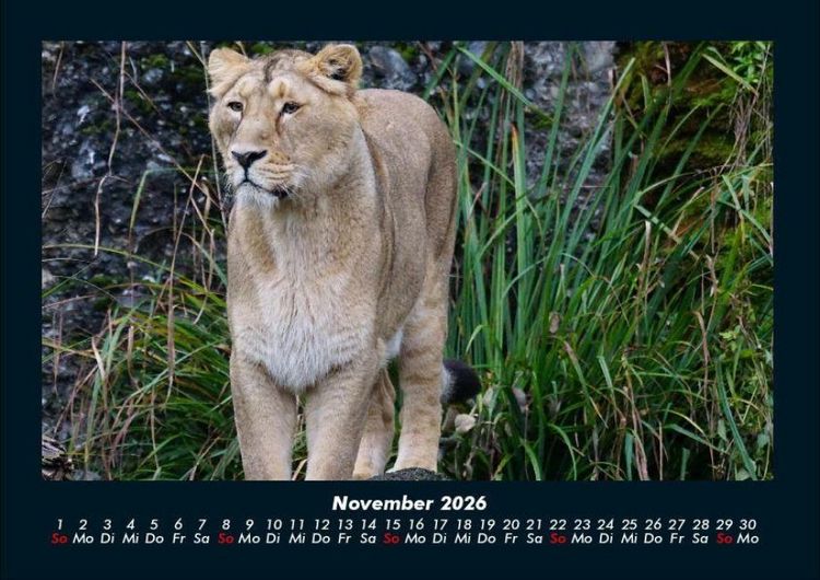 Produktbild: L&ouml;wen in der Wildnis 2026 Fotokalender DIN A4
