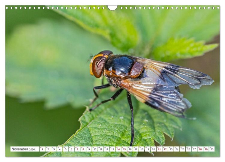 Produktbild: Ungeliebte Sch&ouml;nheiten - die faszinierende Welt unserer heimischen Fliegen (Wandkalender 2026 DIN A3 quer), CALVENDO Monatskalender
