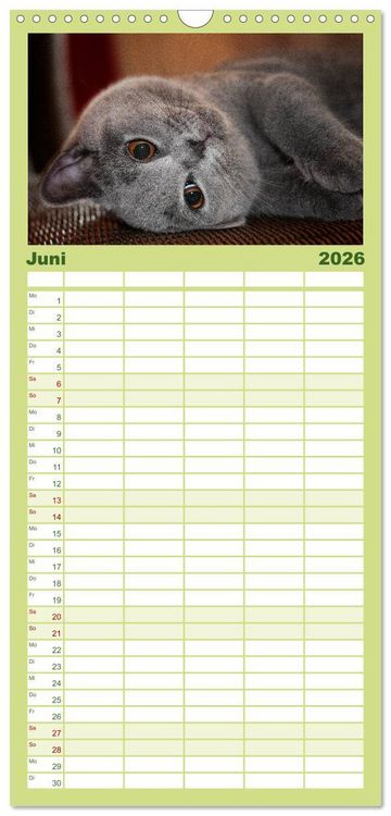 Produktbild: Familienplaner 2026 - B&auml;rige Schmusetiger - Britisch Kurzhaar mit 5 Spalten (Wandkalender, 21 x 45 cm) CALVENDO
