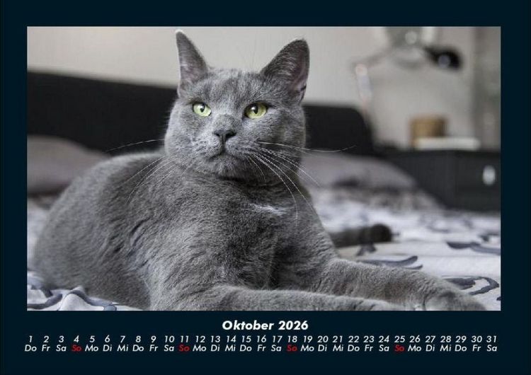 Produktbild: Katzen 2026 Fotokalender DIN A4