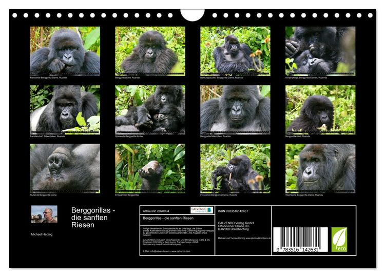 Produktbild: Berggorillas - die sanften Riesen (Wandkalender 2026 DIN A4 quer), CALVENDO Monatskalender
