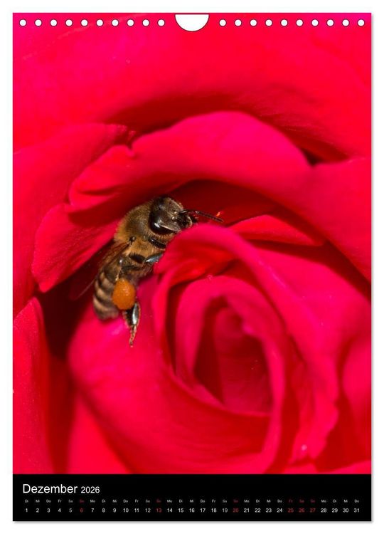 Produktbild: Bienen und Hummeln (Wandkalender 2026 DIN A4 hoch), CALVENDO Monatskalender