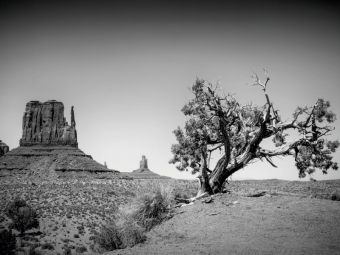 Produktbild: CALVENDO Puzzle MONUMENT VALLEY West Mitten Butte und Baum | 1000 Teile Lege-Gr&ouml;&szlig;e 64x48cm Foto-Puzzle f&uuml;r gl&uuml;ckliche Stunden
