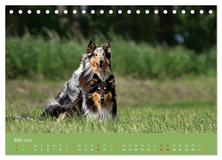Produktbild: Fantastische Collies - Sieger der Herzen (Tischkalender 2026 DIN A5 quer), CALVENDO Monatskalender
