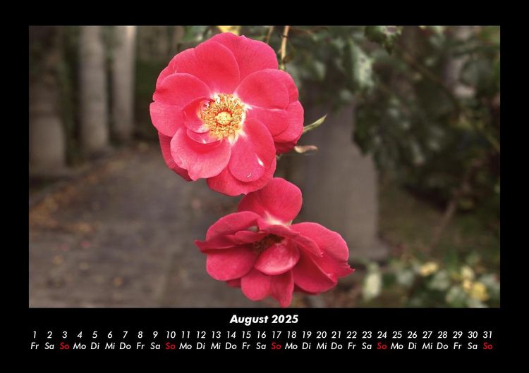 Produktbild: Blumentr&auml;ume 2025 Fotokalender DIN A3
