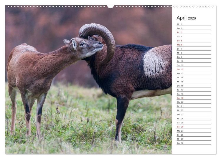 Produktbild: Emotionale Momente: Muffelwild. (hochwertiger Premium Wandkalender 2026 DIN A2 quer), Kunstdruck in Hochglanz