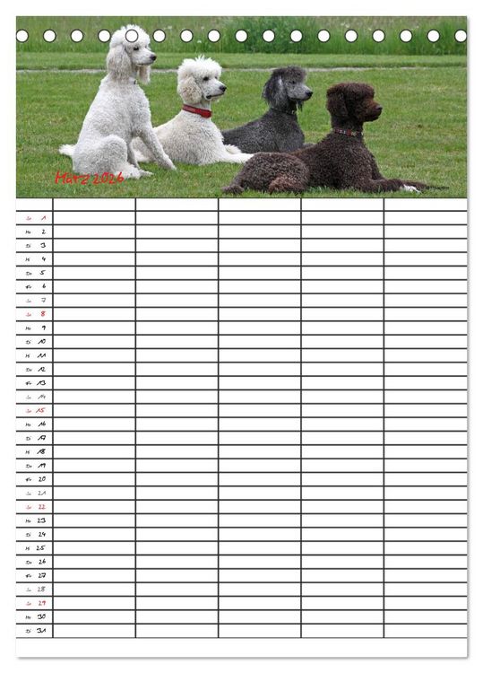 Produktbild: Der Pudel-Familienplaner (Tischkalender 2026 DIN A5 hoch), CALVENDO Monatskalender
