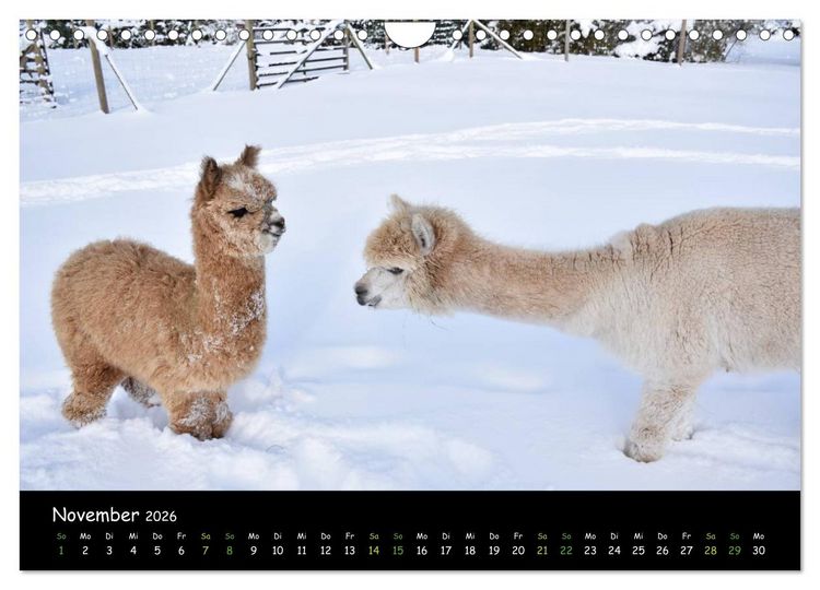 Produktbild: Alpakas zum Verlieben (Wandkalender 2026 DIN A4 quer), CALVENDO Monatskalender