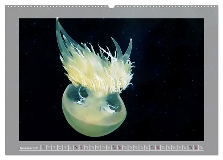 Produktbild: In the world of the medusae (Wall Calendar 2026 DIN A2 landscape), CALVENDO 12 Month Wall Calendar