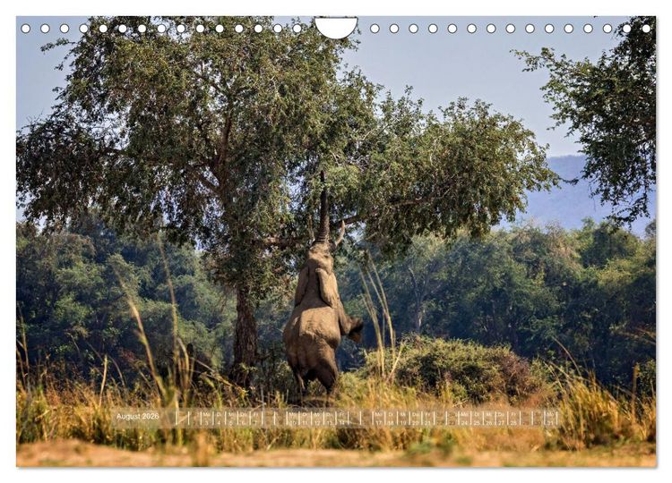 Produktbild: Sambias gro&szlig;artige Tierwelt (Wandkalender 2026 DIN A4 quer), CALVENDO Monatskalender