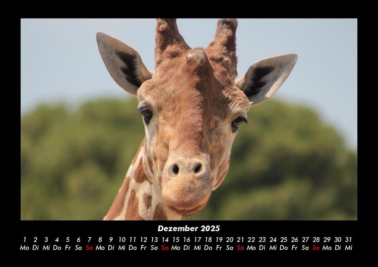 Produktbild: Giraffen 2025 Fotokalender DIN A3
