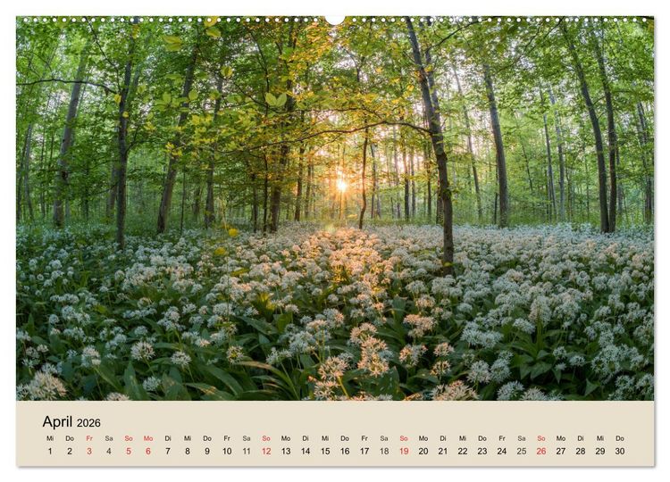Produktbild: Der Wald. Durch zauberhafte Waldlandschaften (Wandkalender 2026 DIN A2 quer), CALVENDO Monatskalender