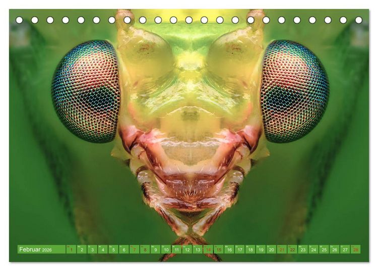 Produktbild: Extreme Makroaufnahmen - Insekten so nah wie nie (Tischkalender 2026 DIN A5 quer), CALVENDO Monatskalender