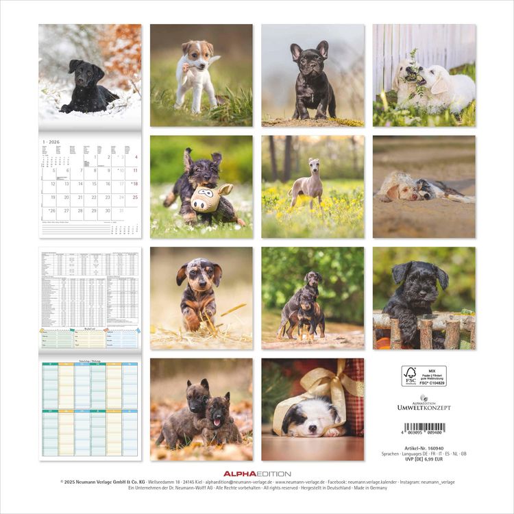 Produktbild: Welpen 2026 - Broschürenkalender 30x30 cm (30x60 geöffnet) - Kalender mit Platz für Notizen - Puppies - Hundekalender - Bildkalender - Wandkalender