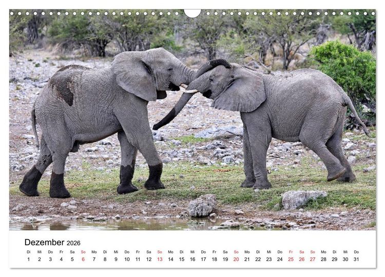 Produktbild: Namibias Elefanten (Wandkalender 2026 DIN A3 quer), CALVENDO Monatskalender