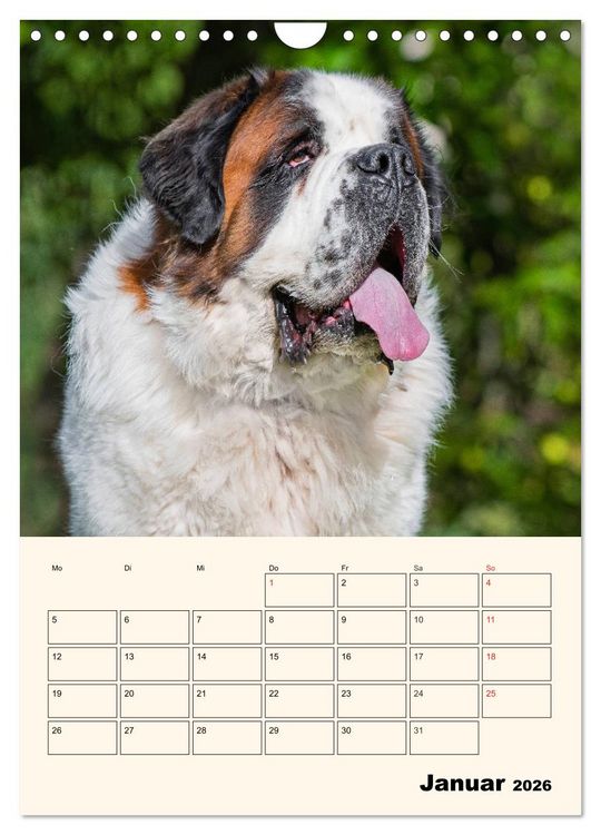 Produktbild: Bernhardiner - Mit dem St. Bernhardshund durch das Jahr (Wandkalender 2026 DIN A4 hoch), CALVENDO Monatskalender