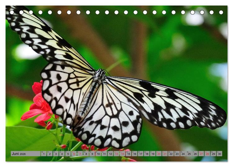 Produktbild: Butterfly's - Schmetterlinge f&uuml;r Zuhause (Tischkalender 2026 DIN A5 quer), CALVENDO Monatskalender