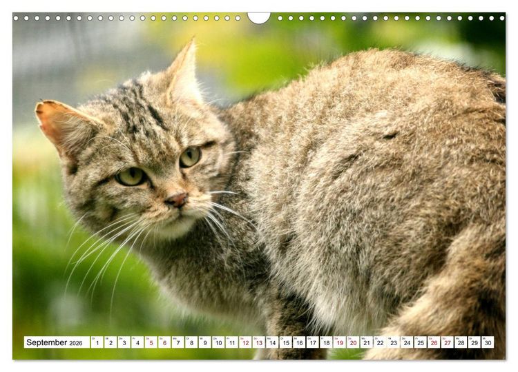 Produktbild: Wildkatzen - Die lautlosen J&auml;ger des Waldes (Wandkalender 2026 DIN A3 quer), CALVENDO Monatskalender