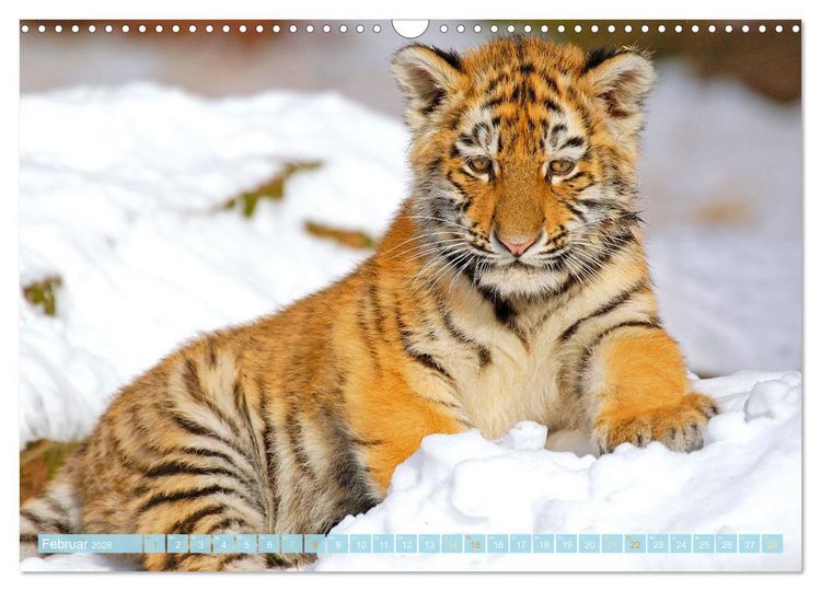 Produktbild: Tiger: Gestreifte J&auml;ger (Wandkalender 2026 DIN A3 quer), CALVENDO Monatskalender