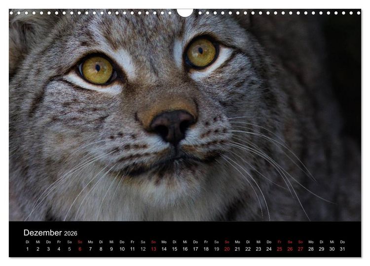 Produktbild: Der Luchs (Wandkalender 2026 DIN A3 quer), CALVENDO Monatskalender