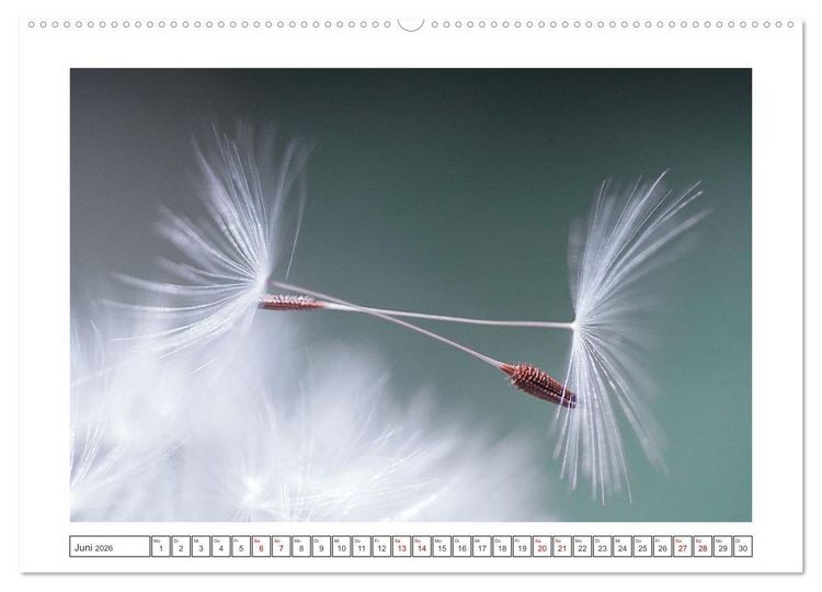 Produktbild: Zauberhafte Pusteblumen (hochwertiger Premium Wandkalender 2026 DIN A2 quer), Kunstdruck in Hochglanz