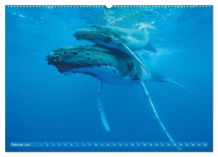Produktbild: Wale: Giganten der Meere (Wandkalender 2026 DIN A2 quer), CALVENDO Monatskalender
