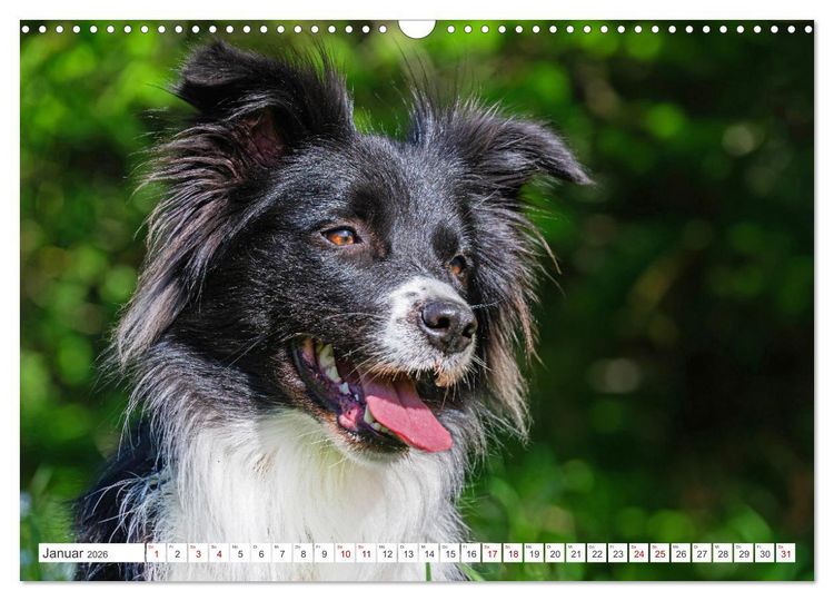 Produktbild: Border Collie - Das Universalgenie unter den Hunden (Wandkalender 2026 DIN A3 quer), CALVENDO Monatskalender