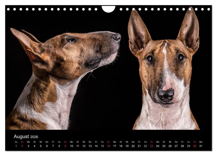 Produktbild: Bullterrier (Wandkalender 2026 DIN A4 quer), CALVENDO Monatskalender