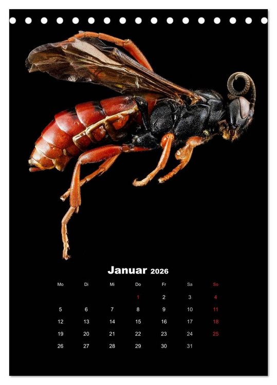 Produktbild: Schillernde Insektenwelt (Tischkalender 2026 DIN A5 hoch), CALVENDO Monatskalender