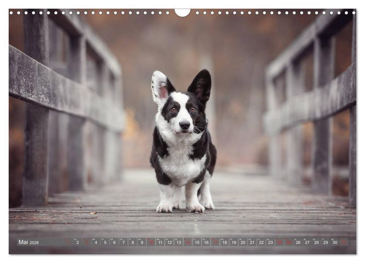 Produktbild: Welsh Corgi - Der Kobold unter den Hunden (Wandkalender 2026 DIN A3 quer), CALVENDO Monatskalender