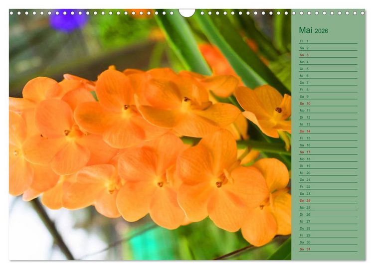 Produktbild: Farbzauber Natur Orchideen - CH Version (Wandkalender 2026 DIN A3 quer), CALVENDO Monatskalender