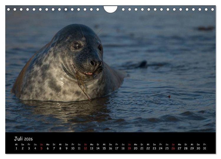 Produktbild: Robben auf Helgoland 2026 (Wandkalender 2026 DIN A4 quer), CALVENDO Monatskalender