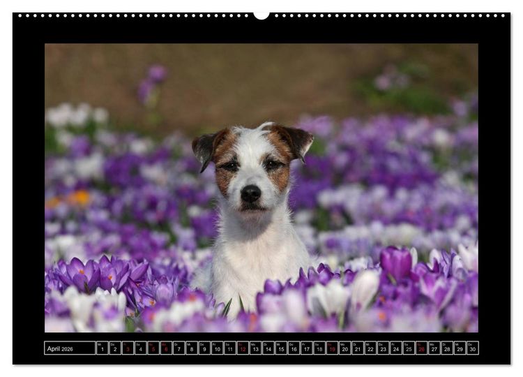 Produktbild: Parson Russell Terrier (hochwertiger Premium Wandkalender 2026 DIN A2 quer), Kunstdruck in Hochglanz
