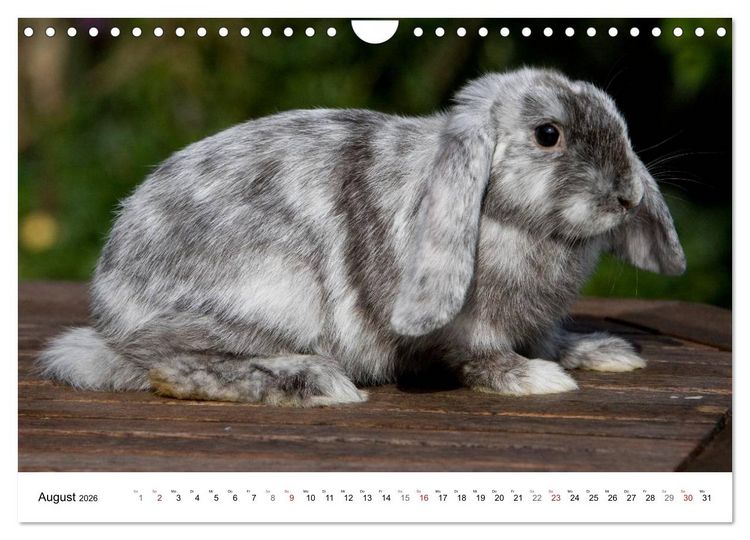 Produktbild: Kaninchen - knuddelige Hausgenossen (Wandkalender 2026 DIN A4 quer), CALVENDO Monatskalender