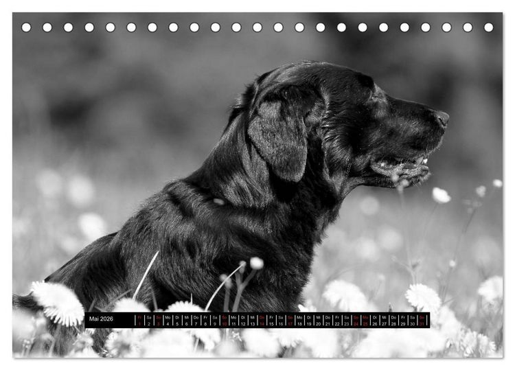 Produktbild: Flatcoated Retriever Black Edition (Tischkalender 2026 DIN A5 quer), CALVENDO Monatskalender