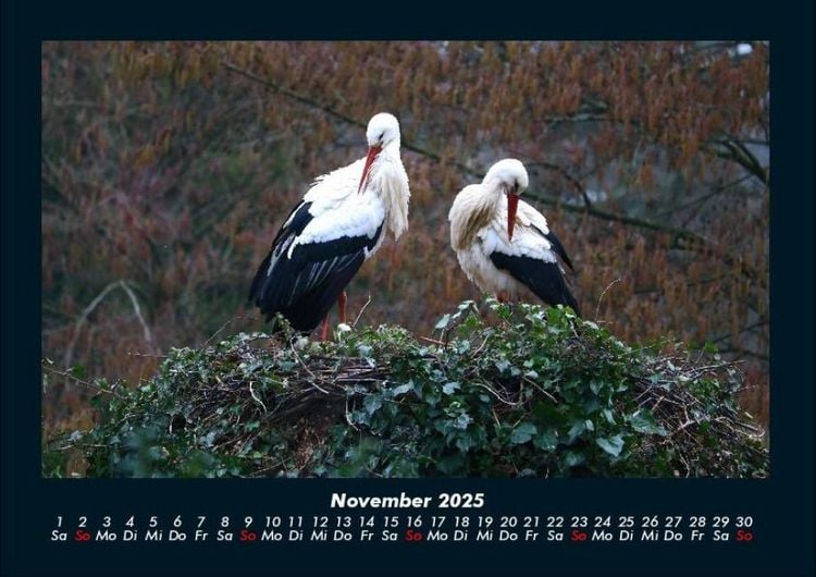 Produktbild: Welt der V&ouml;gel 2025 Fotokalender DIN A4