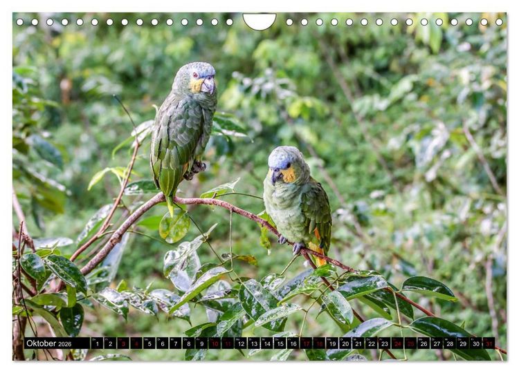Produktbild: Amazonas - Faszination Regenwald (Wandkalender 2026 DIN A4 quer), CALVENDO Monatskalender