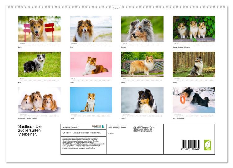 Produktbild: Shelties - Die zuckers&uuml;&szlig;en Vierbeiner. (hochwertiger Premium Wandkalender 2026 DIN A2 quer), Kunstdruck in Hochglanz