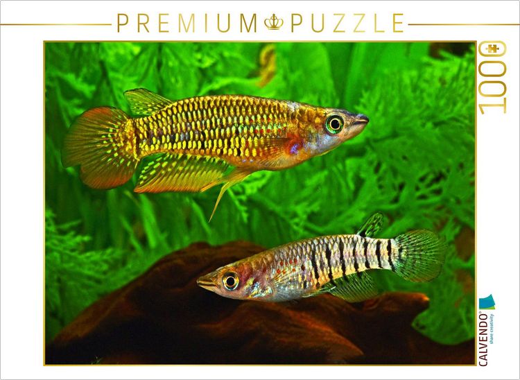 Produktbild: CALVENDO Puzzle Aplocheilus lineatus, INDIEN | 1000 Teile Lege-Gr&ouml;&szlig;e 64x48cm Foto-Puzzle f&uuml;r gl&uuml;ckliche Stunden