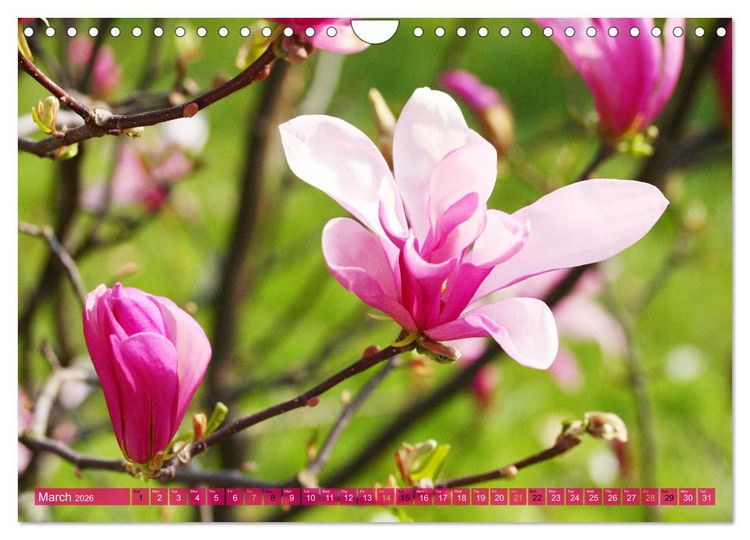 Produktbild: A Magnolia Dream (Wall Calendar 2026 DIN A4 landscape), CALVENDO 12 Month Wall Calendar
