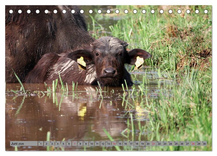 Produktbild: Wasserb&uuml;ffel - In der Ruhe liegt die Kraft (Tischkalender 2026 DIN A5 quer), CALVENDO Monatskalender