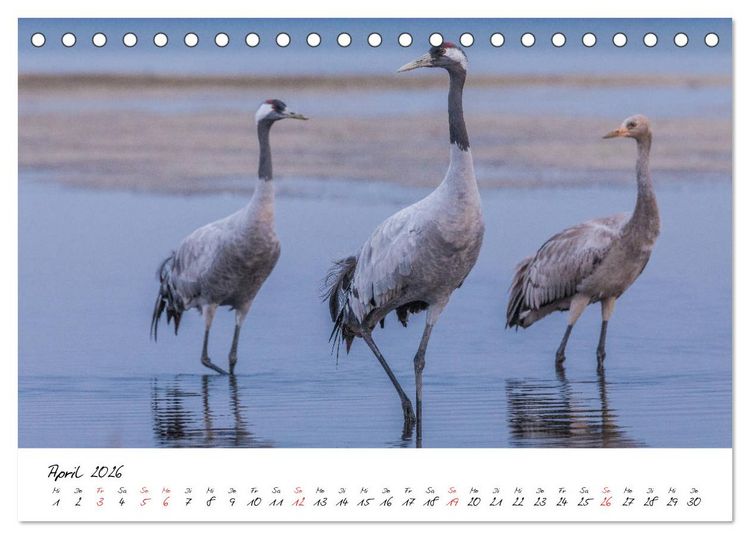Produktbild: Kraniche am Schlafplatz - im Naturparadies der Mecklenburgischen Seenplatte (Tischkalender 2026 DIN A5 quer), CALVENDO Monatskalender